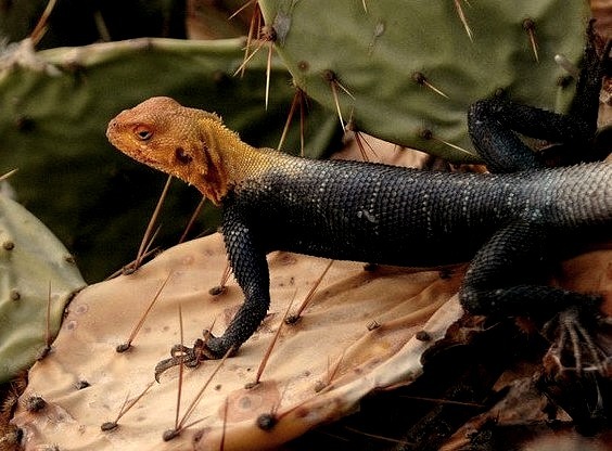 by Jonathan Fu on Flickr.Lizard in Waza National Park - a national park in Far North Province, Cameroon. The park became a National Park in 1968, and a UNESCO biosphere reserve in 1979.