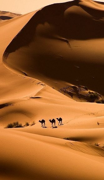 Camels in the Sahara desert near Merzouga, Morocco
