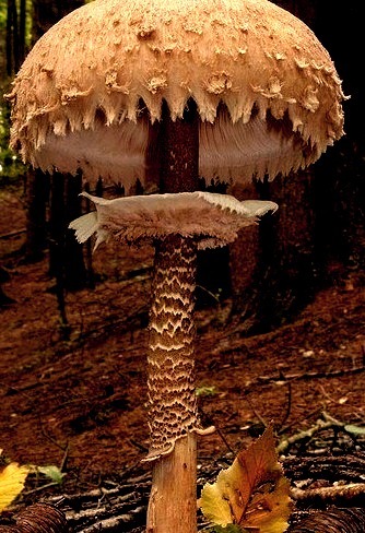 Giant Mushroom, Italy