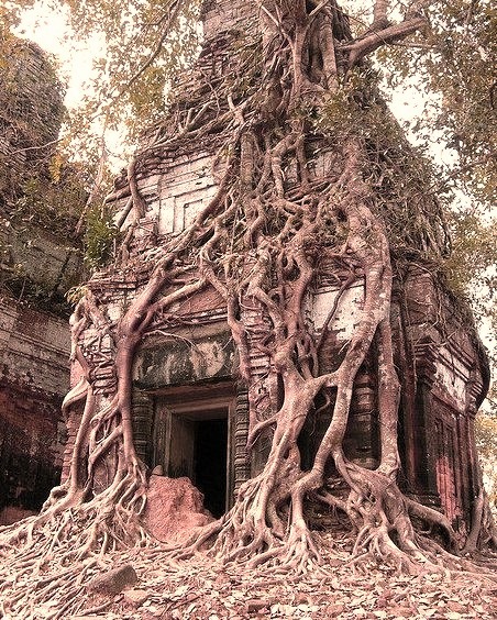 Koh Ker tower tree, Cambodia