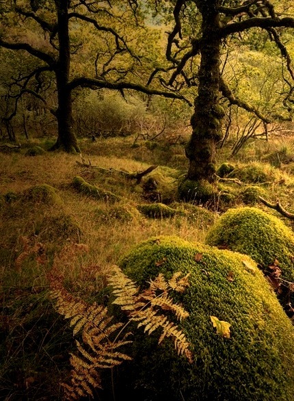 Enchanted Forest, Scotland