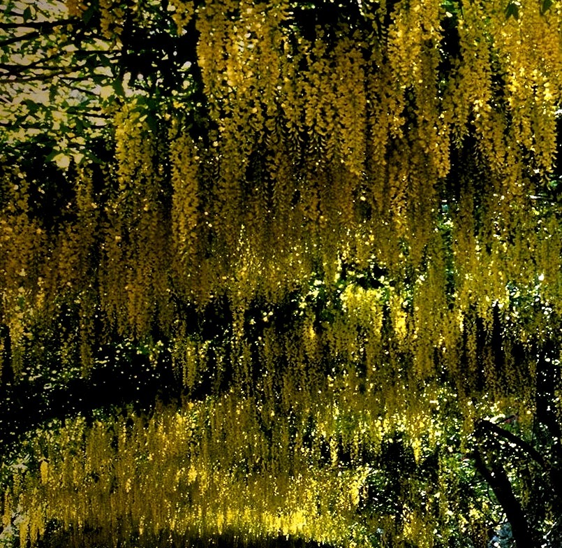 The famous laburnum arch at Bodnant Garden in Conwy, Wales